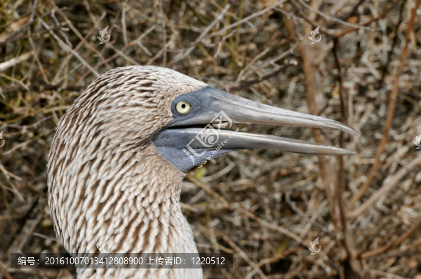 藍(lán)腳鰹鳥頭