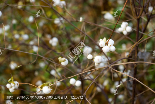Symphoricarpos,albus（常見的雪瑞）漿果