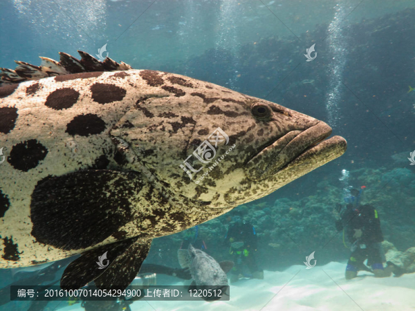 巨大的馬鈴薯鱈魚（Epinephelus,tukula）大堡礁澳大利亞