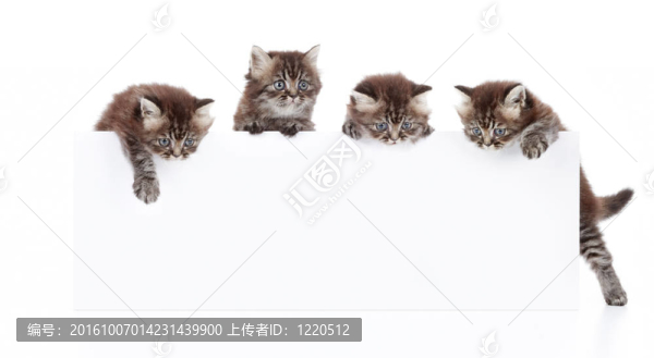兄弟會