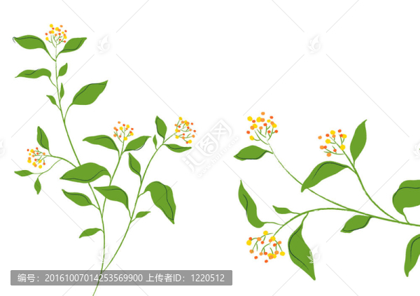 美麗的花