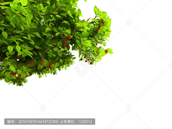 白色孤獨(dú)的樹