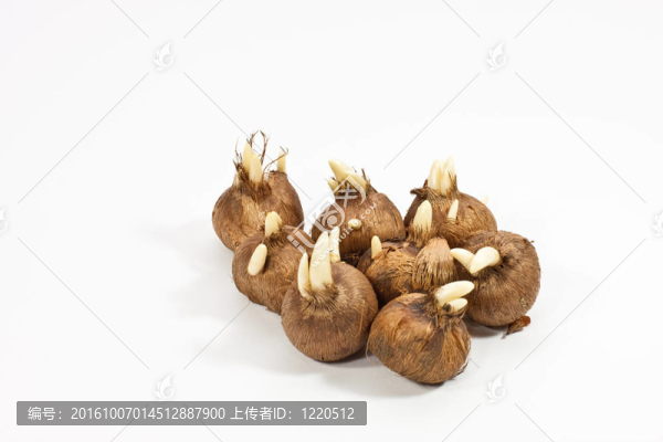 球根花卉