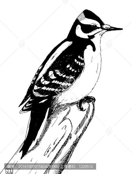 毛發(fā)啄木鳥