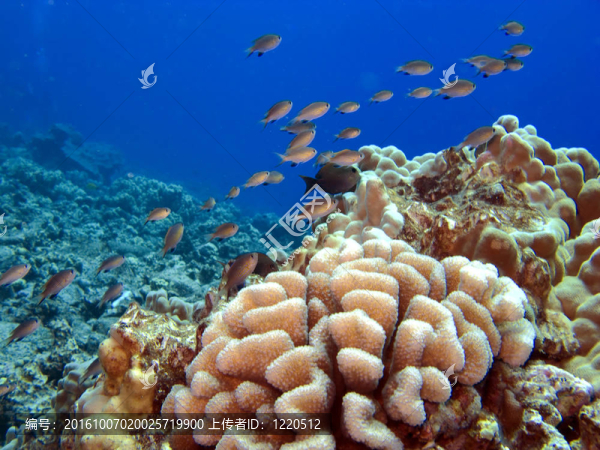 夏威夷礁與科勒爾和魚群