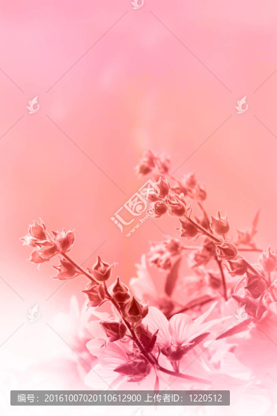 美麗的粉紅色的背景與鮮花