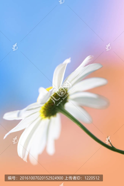 雛菊特寫