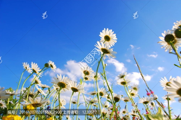 夏季草地上的花