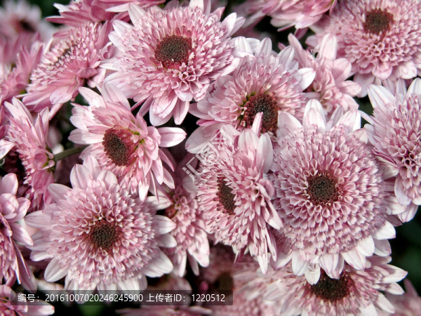 朵朵菊花