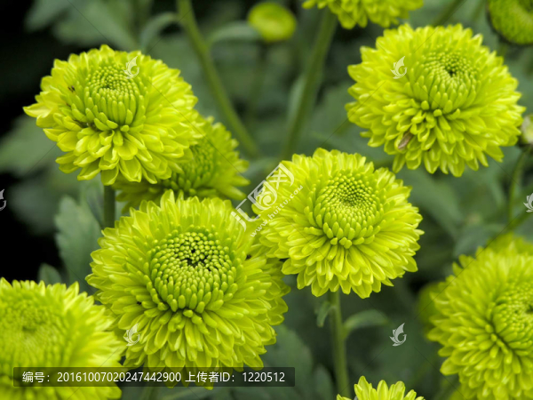 朵朵菊花
