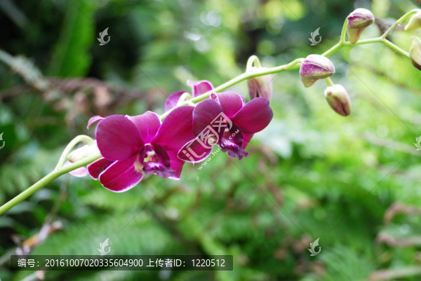 蘭花