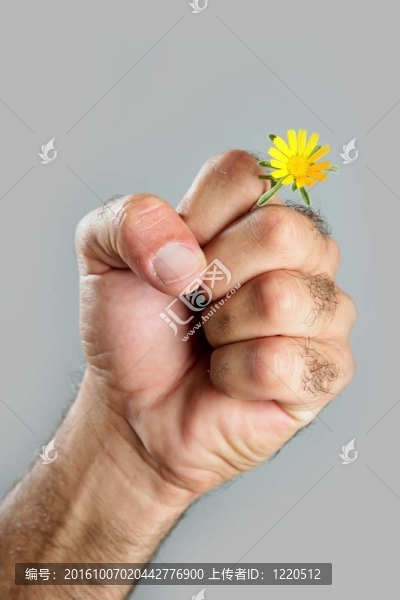 毛人手花的概念與對(duì)比