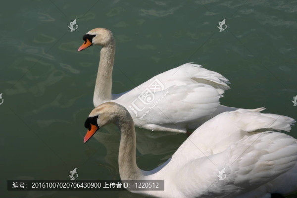 天鵝