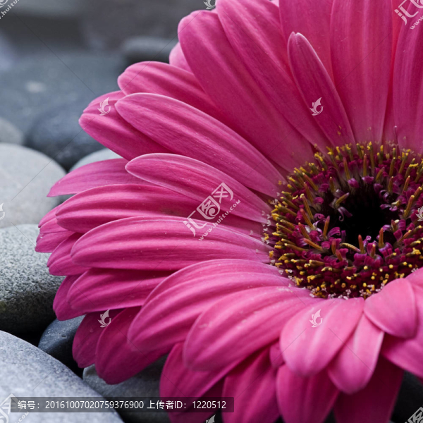 非洲菊雛菊