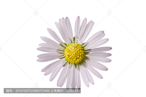 白色的花
