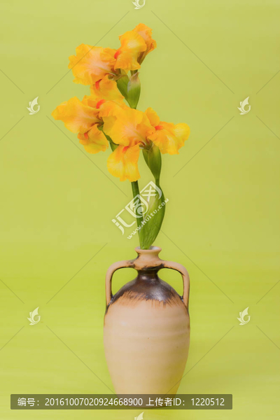 黃菖蒲