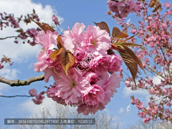 春天的日本櫻桃樹(shù)