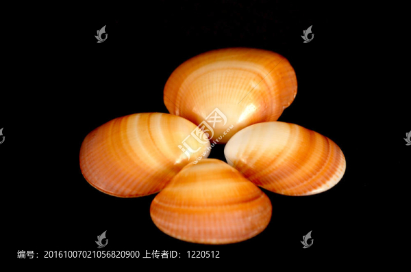 黑色背景上的四個(gè)貝殼