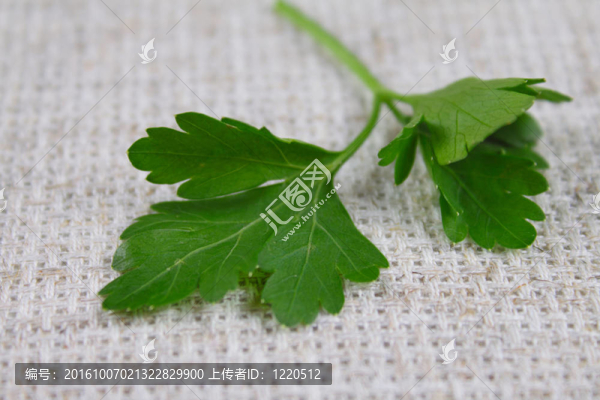 一種亞麻布上的香菜片