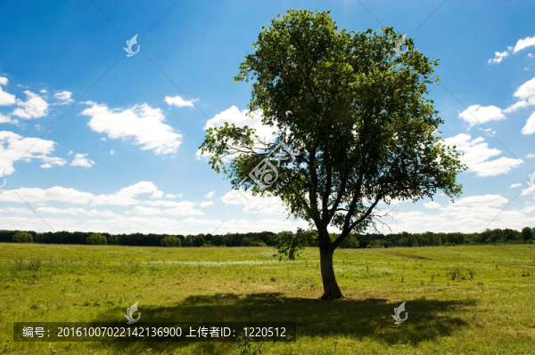 孤獨(dú)的樹
