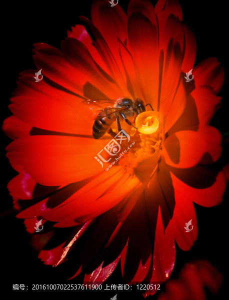 紅花蜂