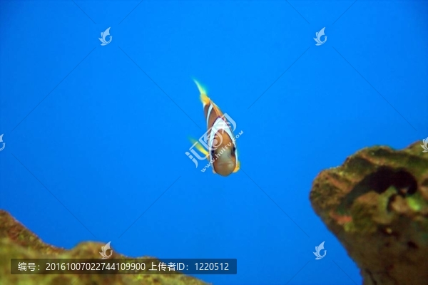 percula小丑魚(yú)