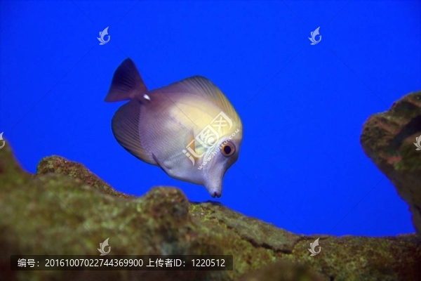 紫紅色和黃色的魚