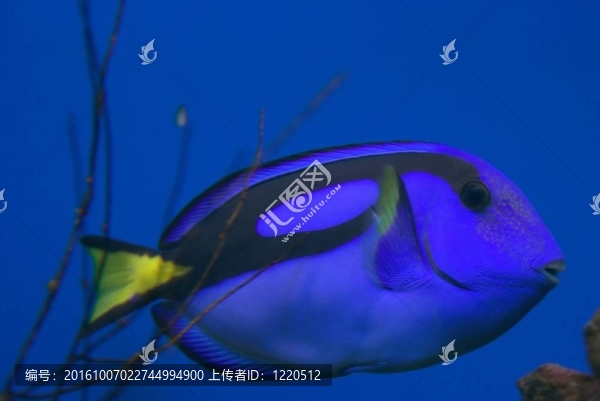 藍(lán)色的熱帶魚