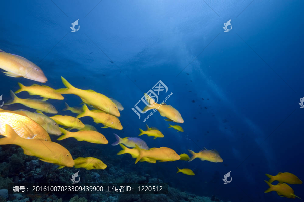 yellowsaddle鰹