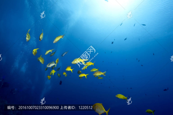 yellowsaddle鰹