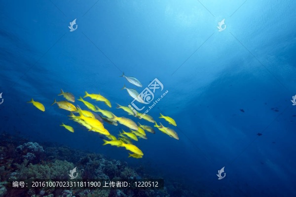 yellowsaddle鰹