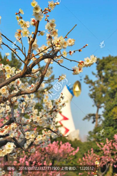 日本杏