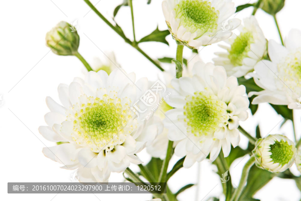 白色背景上分離的花