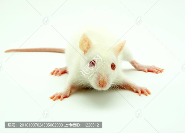 老鼠