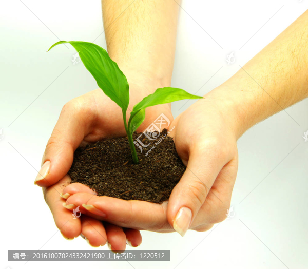 植物在手