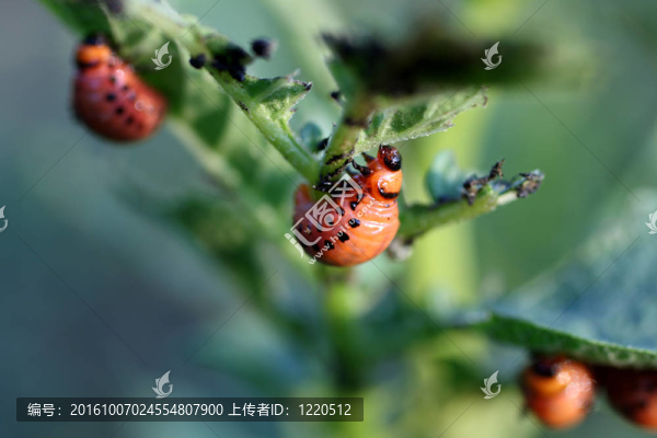 科羅拉多蟲(chóng)的幼蟲(chóng)