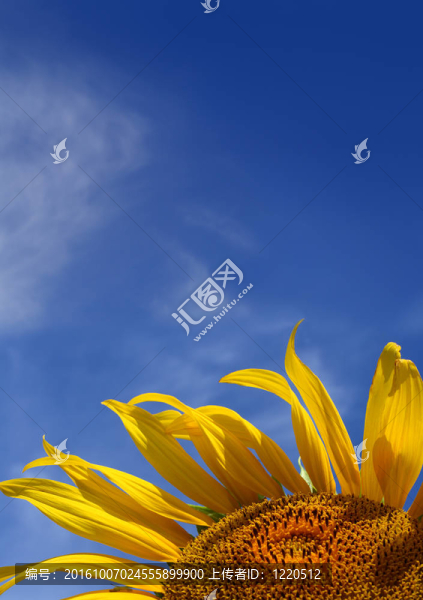 在分隔開的天空背景的向日葵