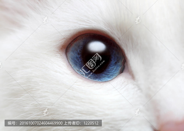 白色貓藍眼睛