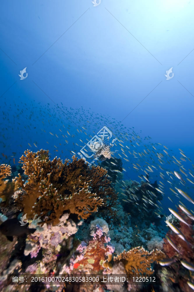 海洋和魚