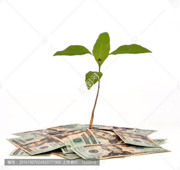 金錢樹