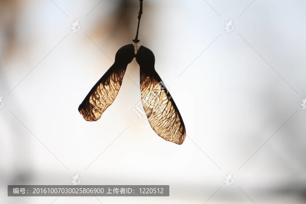 楓樹果