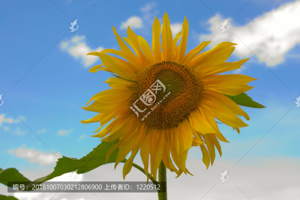 向日葵