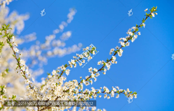 開花的樹枝