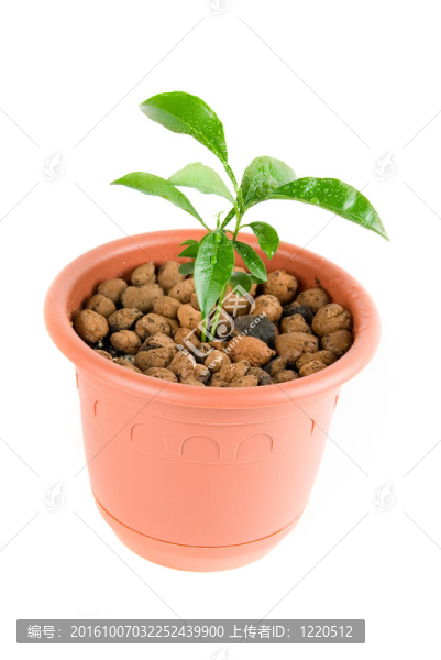 植物在花盆
