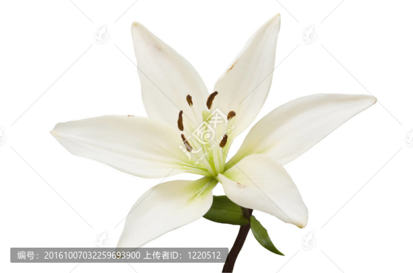 莉莉