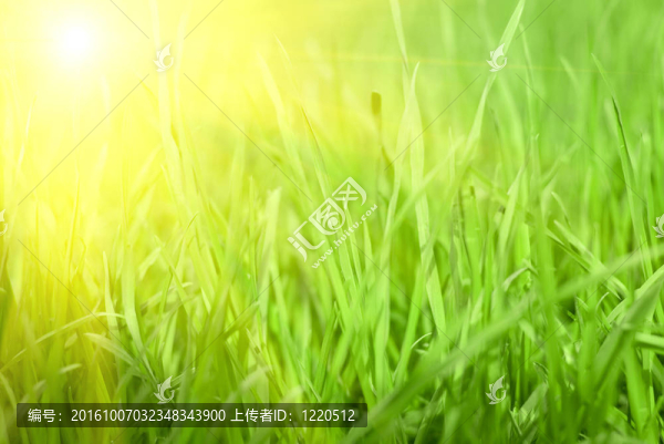 綠色的草地上日落