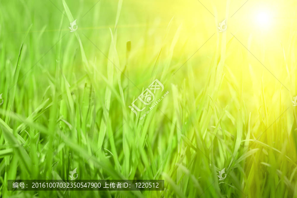 綠色的草地上日落
