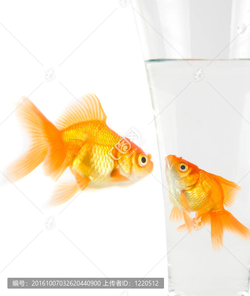 兩金魚
