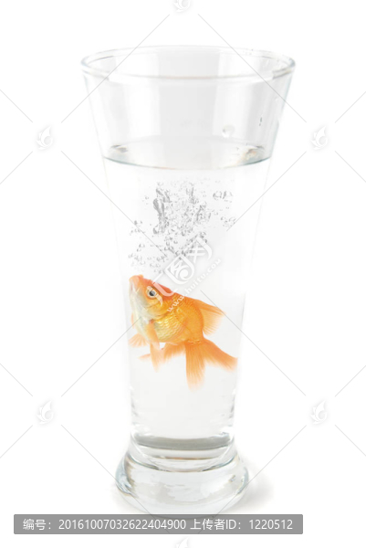 玻璃金魚