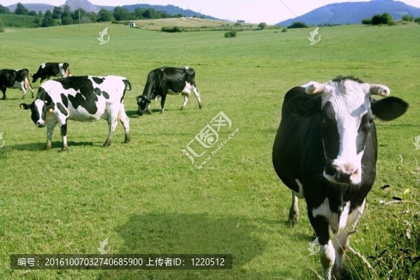 弗里斯馬牛的牛在草地上